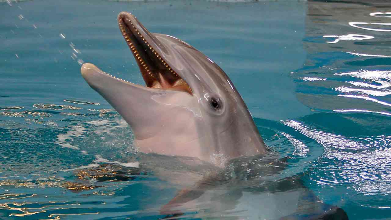 Winter: Dolphin inspired by film Frozen 'dies' aged 4