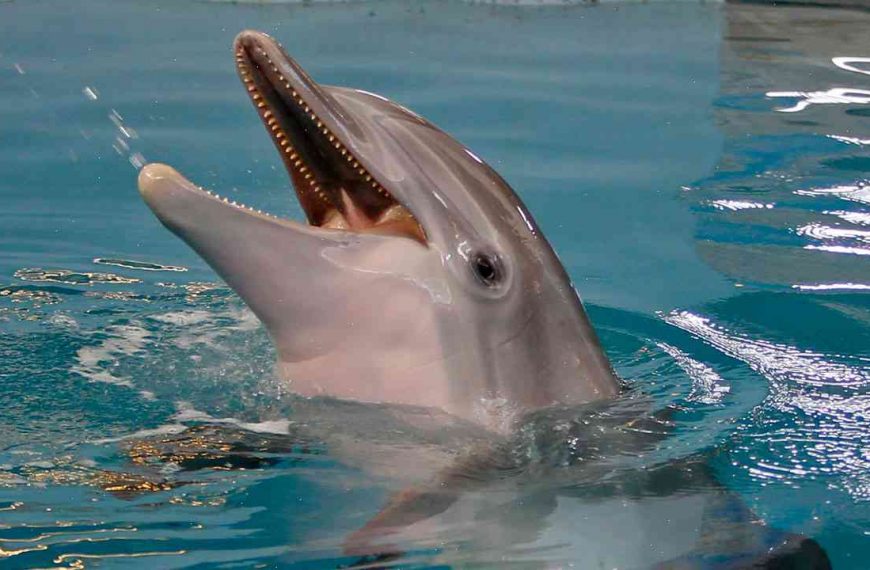Winter: Dolphin inspired by film Frozen ‘dies’ aged 4